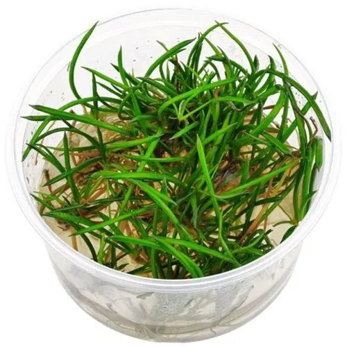 Easy Grow Lithorella Uniflora PE | In vitro cup
