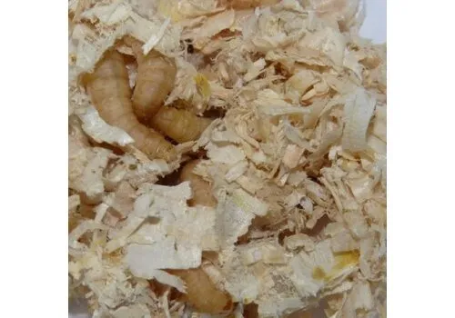 QB Insects Wasmotlarven zonder voedingsbodem, ca 30 stuks