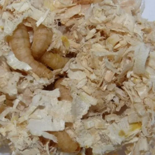 QB Insects Wasmotlarven zonder voedingsbodem, ca 30 stuks