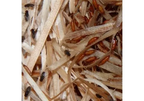 QB Insects Fruitvliegen groot | Drosophilia hydei | 500ml beker QB Insects Fruitvliegen groot | Drosophilia hydei | 500ml beker