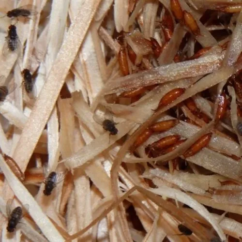 QB Insects Fruitvliegen groot | Drosophilia hydei | 500ml beker QB Insects Fruitvliegen groot | Drosophilia hydei | 500ml beker