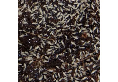 QB Insects Tropische springstaartjes QB Insects Tropische springstaartjes