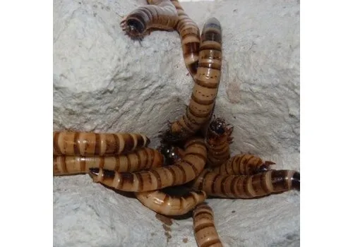 QB Insects Moriowormen