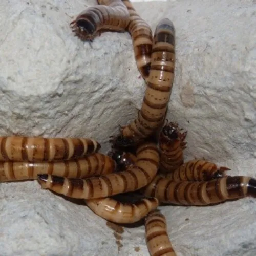 QB Insects Moriowormen