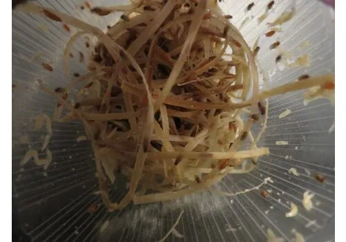 QB Insects Fruitvliegen groot | Drosophilia hydei “Golden” | 500ml beker QB Insects Fruitvliegen groot | Drosophilia hydei “Golden” | 500ml beker