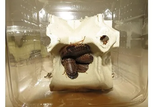 Junai.nl Blaptica dubia