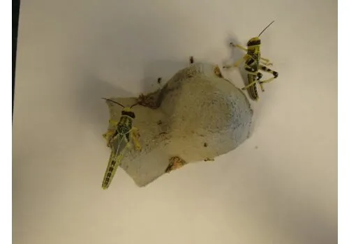 QB Insects Woestijnsprinkhanen maat 7 | sub-adult | ca. 12 stuks