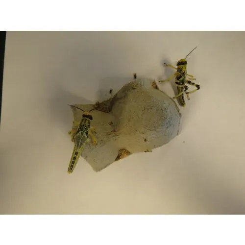 QB Insects Woestijnsprinkhanen maat 7 | sub-adult | ca. 12 stuks