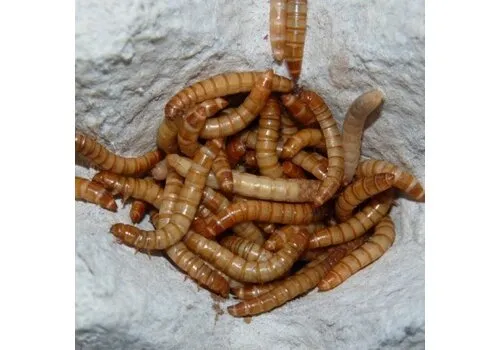 QB Insects Levende Meelwormen QB Insects Levende Meelwormen