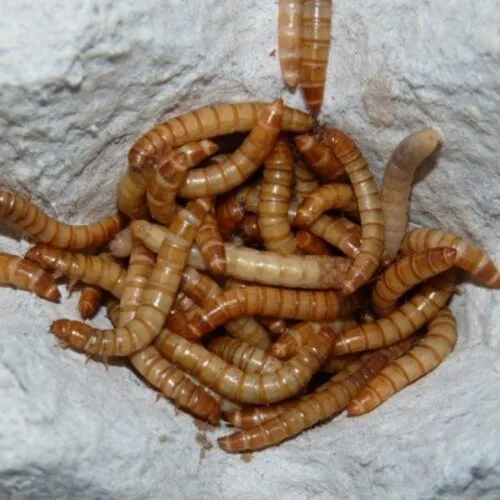 QB Insects Levende Meelwormen