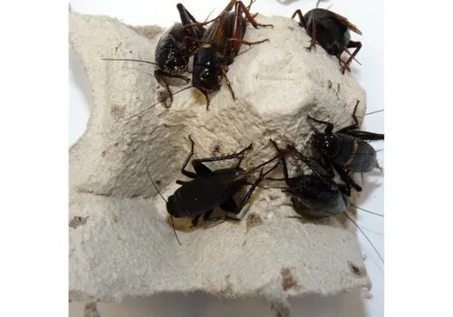 QB Insects Veldkrekels