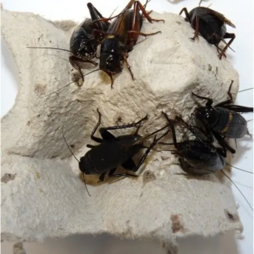 QB Insects Veldkrekels