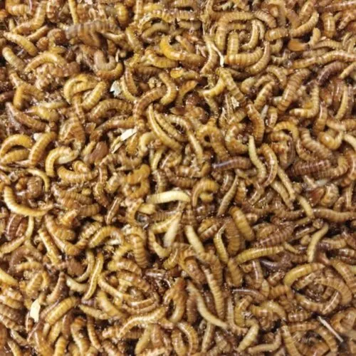 QB Insects Levende Buffalowormen