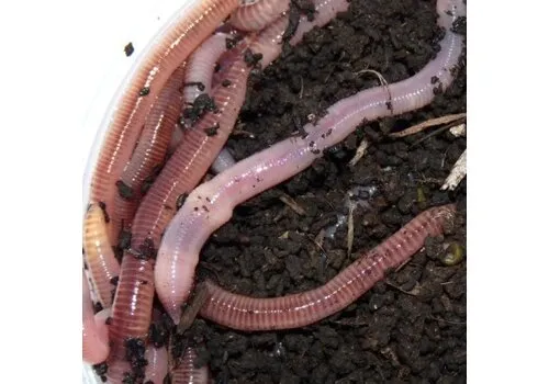 QB Insects Regenwormen in doos