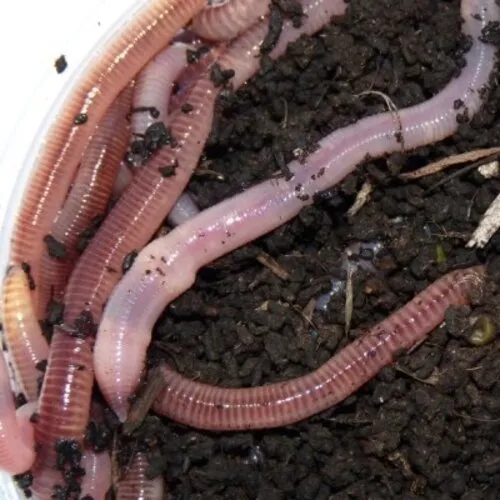 QB Insects Regenwormen in doos