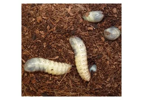 QB Insects Fruitkeverlarven, doos 10 stuks