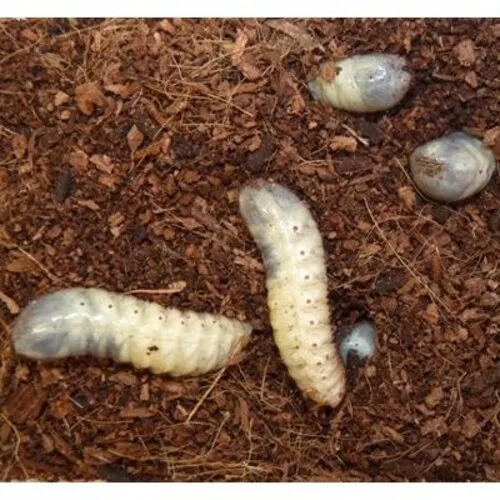QB Insects Fruitkeverlarven, doos 10 stuks