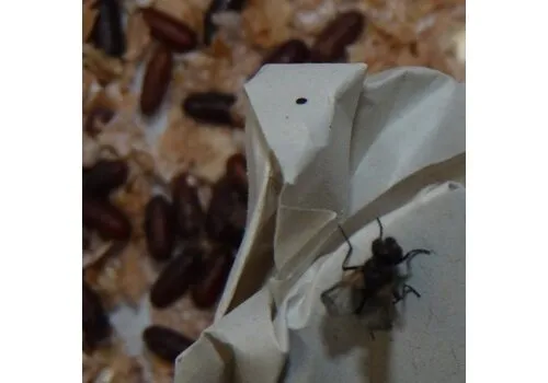 QB Insects Krulvliegen, Terfly doos QB Insects Krulvliegen, Terfly doos