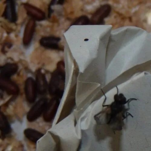QB Insects Krulvliegen, Terfly doos