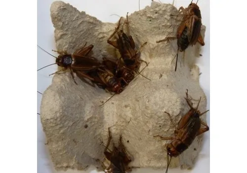 QB Insects Steppekrekels