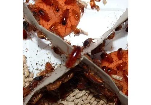 QB Insects Red Runners