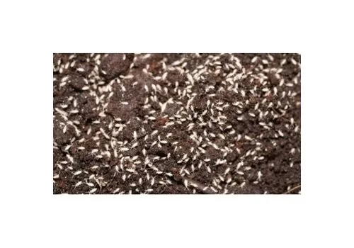 QB Insects Tropische Pissebedden QB Insects Tropische Pissebedden