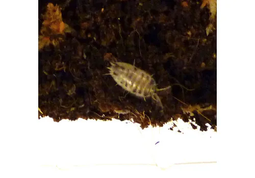 QB Insects Porcellio laevis “dairy cow” (ca. 12 stuks)