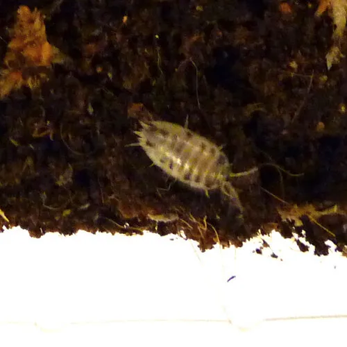 QB Insects Porcellio laevis “dairy cow” (ca. 12 stuks)