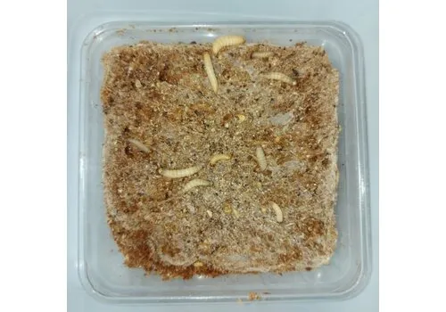 QB Insects Wasmotlarven met voedingsbodem