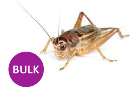 Ruto Huiskrekels Bulk verpakking