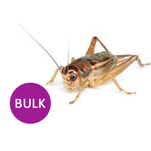 Ruto Bulk verpakking Krekels