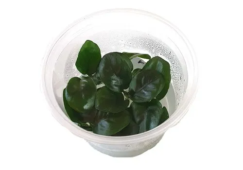 Moerings Anubias nangi | In vitro cup