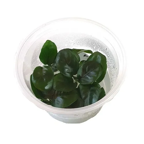 Moerings Anubias nangi | In vitro cup