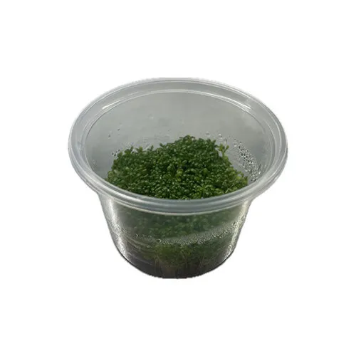 Moerings Elatine hydropiper | Klein glaskroos | in 100CC vitro cup