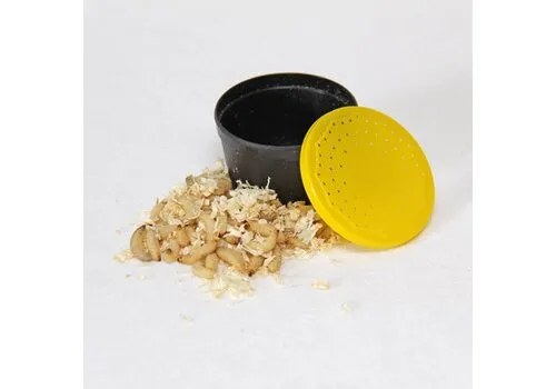 Ruto Wasmotlarven | levend voedseldier