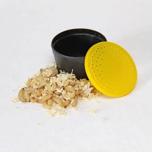 Ruto Wasmotlarven | levend voedseldier