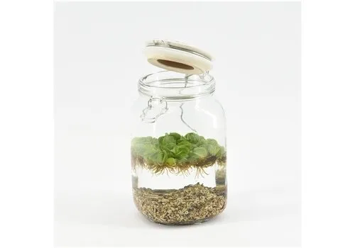 Moerings Weckpot Keramieke Deksel Met Aquariumplant