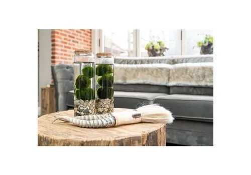 Moerings Chladophlora Aegagropphila 3 Stuks In Glas