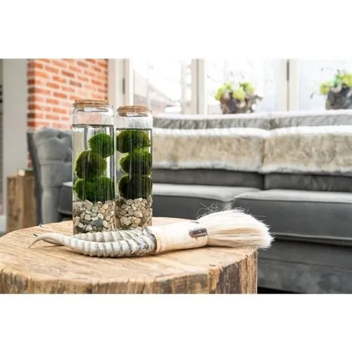 Moerings Chladophlora Aegagropphila 3 Stuks In Glas