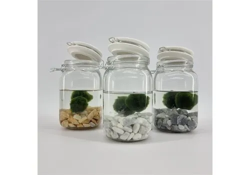 Moerings Weckpot Met 2 Bollen Chladophlora