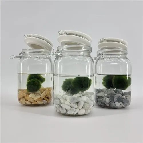 Moerings Weckpot Met 2 Bollen Chladophlora
