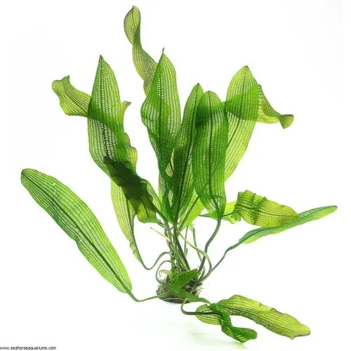 Aquaflora Aponogeton Madagascariensis Varius Henkelianus