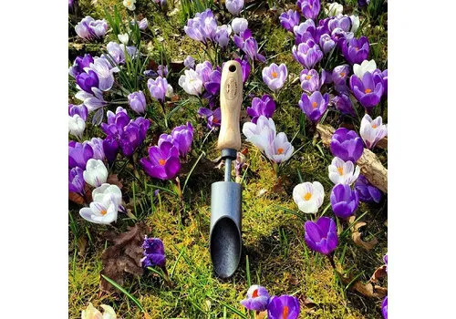 De Wit Bollenpoter Krokus Met Essen Handvat 14 Centimeter