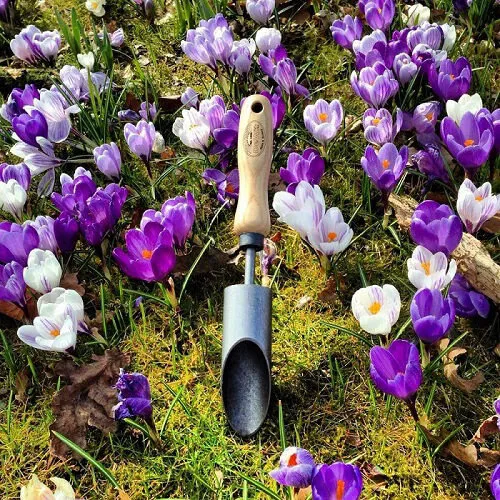 De Wit Bollenpoter Krokus Met Essen Handvat 14 Centimeter