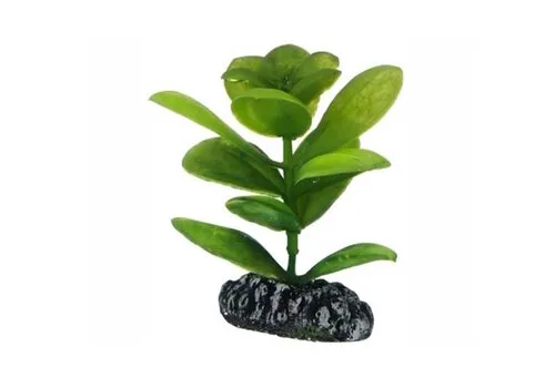 Hobby Plant Saururus