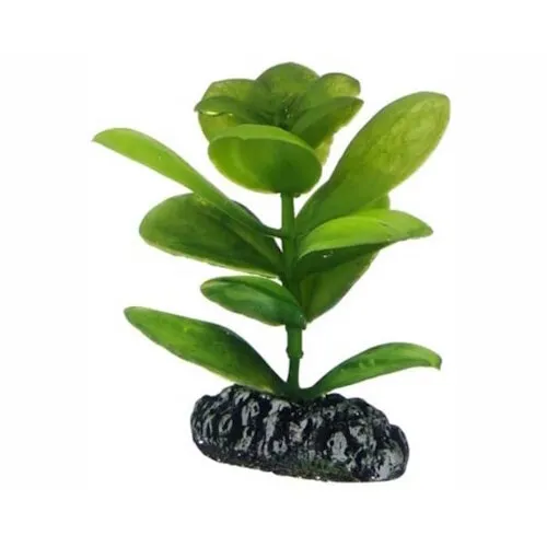 Hobby Plant Saururus