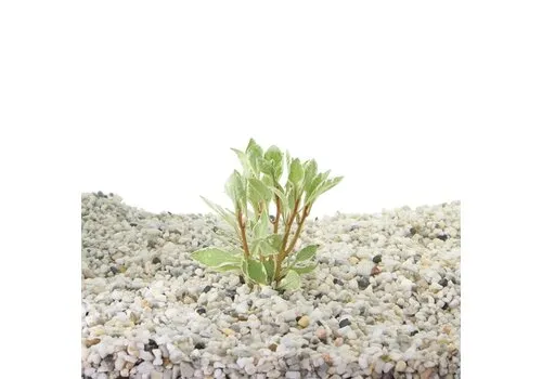 Moerings Ludwigia sp. White in 5 cm pot