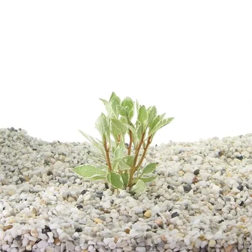 Moerings Ludwigia sp. White in 5 cm pot