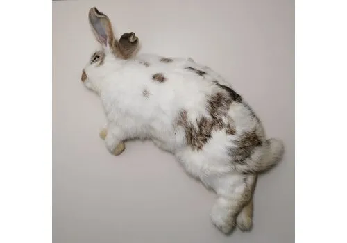 Junai.nl Konijn Groot - Diepvries (750–2500 gram)