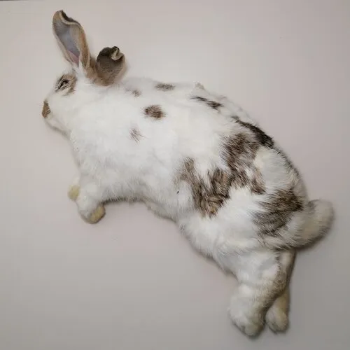 Junai.nl Konijn Groot - Diepvries (750–2500 gram)